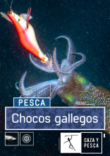 Imagen de Chocos gallegos - 1