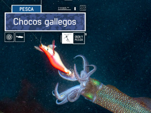 Imagen de Chocos gallegos - 2