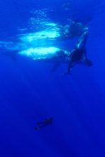 Imagen de Ballenas con Steve Backshall  - 11