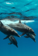 Imagen de Ballenas con Steve...: Las ballenas y nosotros - 1