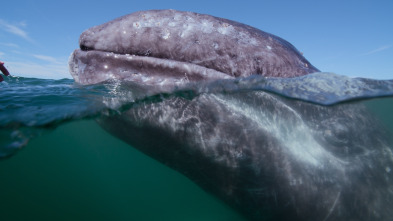 Imagen de Ballenas con Steve...: Las ballenas y nosotros - 3