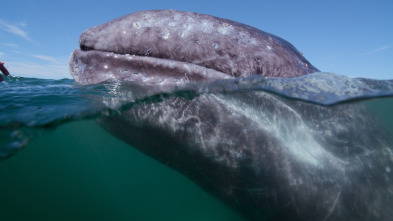 Ballenas con Steve...: Las ballenas y nosotros