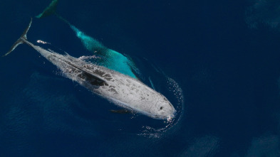 Imagen de Ballenas con Steve...: Las ballenas y nosotros - 4