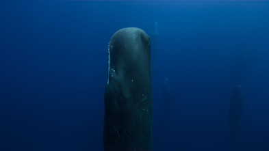 Imagen de Ballenas con Steve...: Las ballenas y nosotros - 8