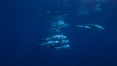 Imagen de Ballenas con Steve...: Las ballenas y nosotros - 10