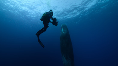 Imagen de Ballenas con Steve...: Las ballenas y nosotros - 12