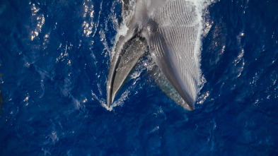 Imagen de Ballenas con Steve...: Cazadoras - 8
