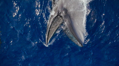 Ballenas con Steve...: Cazadoras