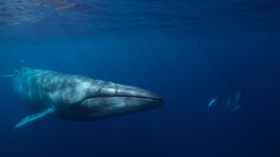 Ballenas con Steve...: Cazadoras