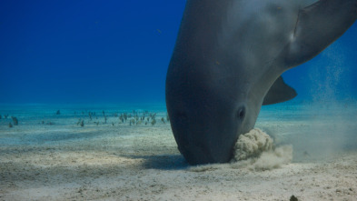 Imagen de Ballenas con Steve...: Cazadoras - 10