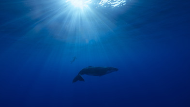 Imagen de Ballenas con Steve...: Viajeras - 1