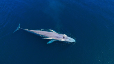 Imagen de Ballenas con Steve...: Viajeras - 2
