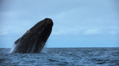 Ballenas con Steve...: Viajeras