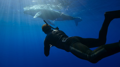 Imagen de Ballenas con Steve...: Viajeras - 5