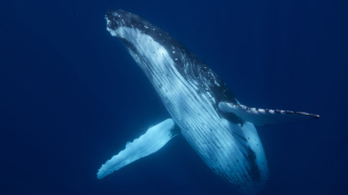 Imagen de Ballenas con Steve...: Viajeras - 6