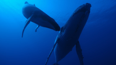 Imagen de Ballenas con Steve...: Viajeras - 7