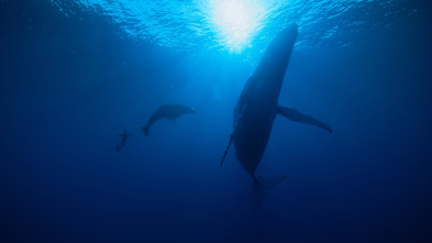 Imagen de Ballenas con Steve...: Viajeras - 8