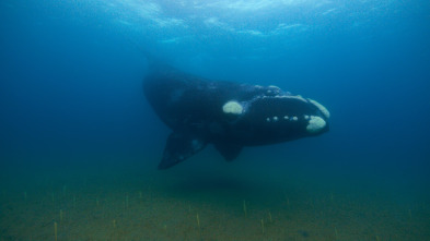 Imagen de Ballenas con Steve...: Viajeras - 9