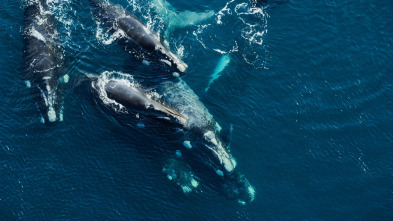 Ballenas con Steve...: Viajeras