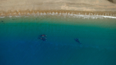Imagen de Ballenas con Steve...: Viajeras - 11