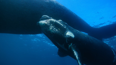 Imagen de Ballenas con Steve...: Viajeras - 12