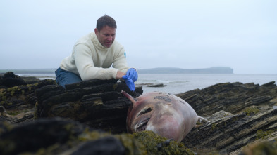 Imagen de Ballenas con Steve...: Supervivientes - 3