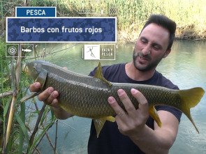 Imagen de Barbos con frutos rojos - 2