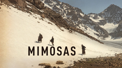 Imagen de Mimosas - 2