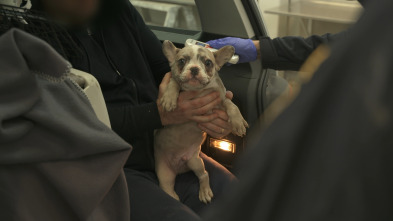 Control de fronteras:...: Cachorros escondidos