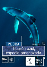 Tiburón azul, especie amenazada