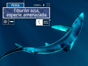 Tiburón azul, especie amenazada