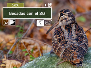 Imagen de Becadas con el 28 - 2