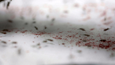 Imagen de La batalla contra la malaria - 14