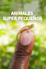 Animales súper pequeños