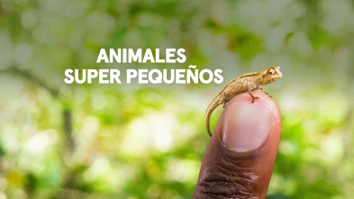 Animales súper pequeños