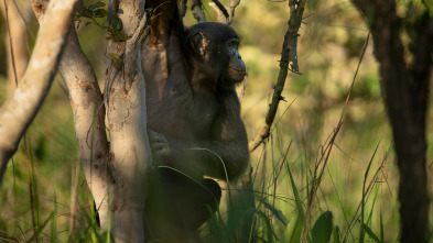 Imagen de Reinas del mundo salvaje: Las reinas de la selva tropical - 1