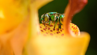 Reinas del mundo salvaje: Diminutas reinas de la selva