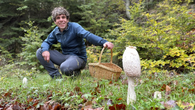 La cocina mágica de...: Los bosques mágicos de Navarra