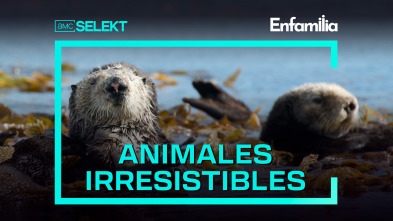 Animales irresistibles