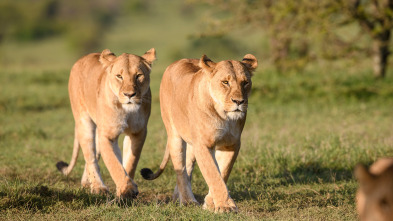 Reinas del mundo salvaje: Reinas africanas