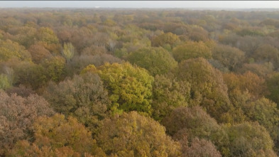 El mundo invisible de...: El roble (Francia)