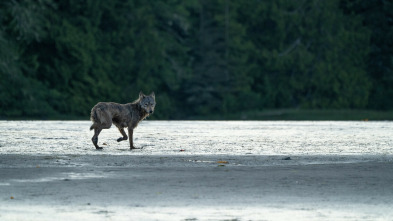 Islas: laboratorios de...: Isla de Vancouver