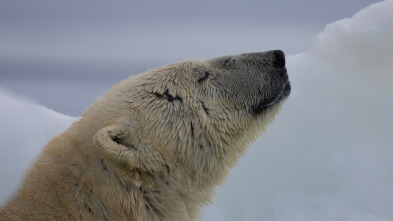 Islas: laboratorios de...: Isla de Baffin