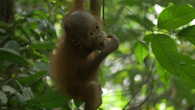 Islas: laboratorios de...: Borneo