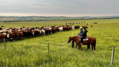 Planeta salvaje:...: Bisontes