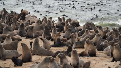 Atlántico: Entre el desierto y el mar