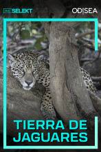 Tierra de jaguares