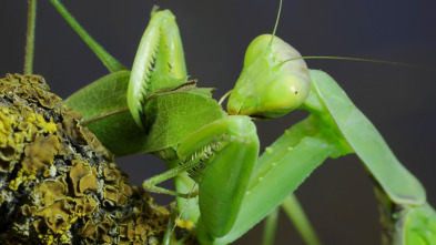 Planeta depredador: Amor y guerra