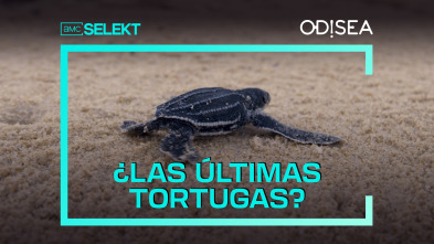 ¿Las últimas tortugas?