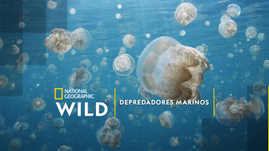 Imagen de Depredadores marinos - 2
